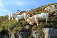 Portmeirion, Castles and Snowdonia Tour 9