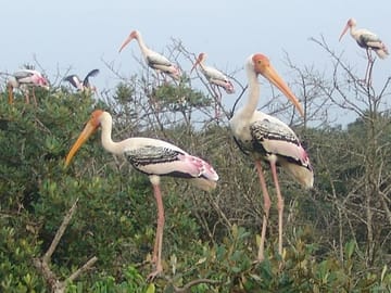 Bhubaneswar Temples and Mangrove Forests Tour