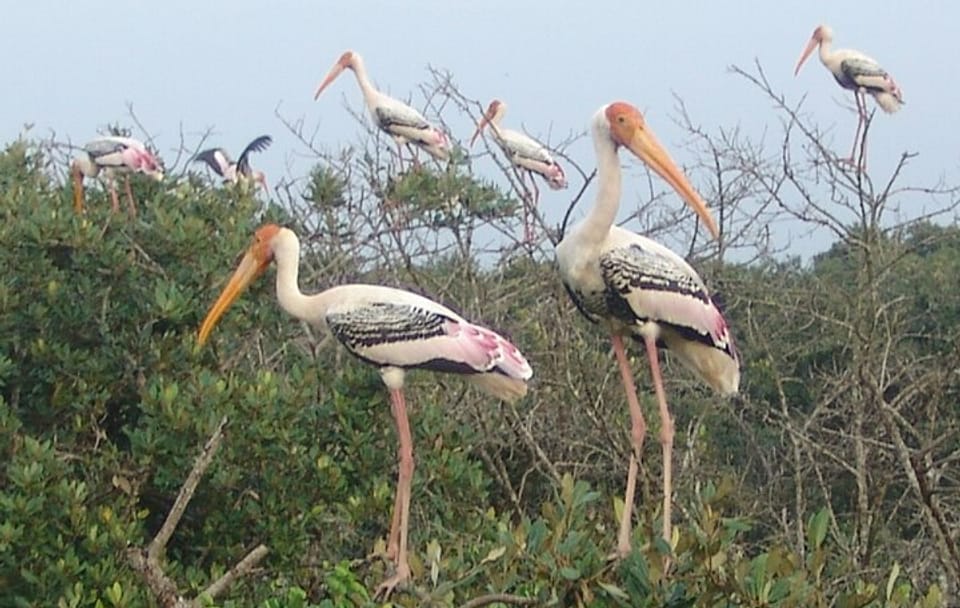 Bhubaneswar Temples and Mangrove Forests Tour