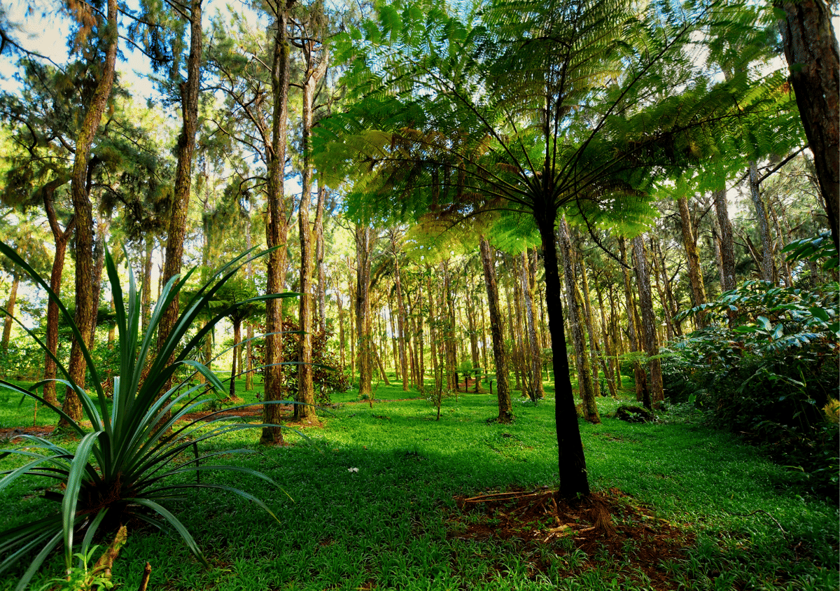 Mauritius: South Bus Tour with Lunch and Entry Fee