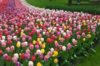Tulips at Keukenhof flower gardens