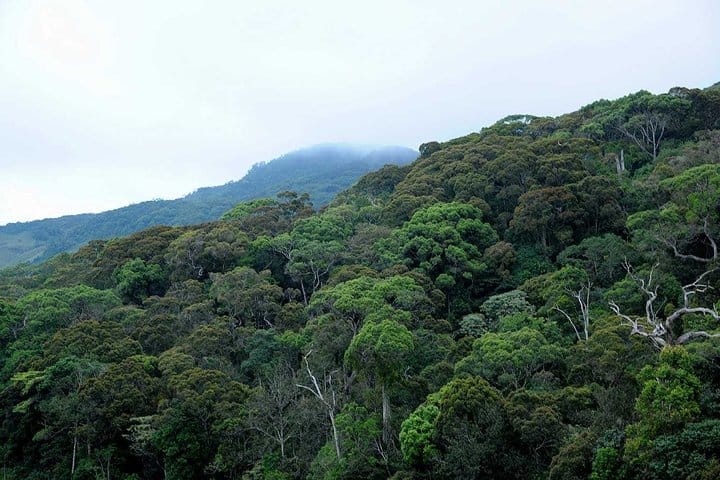 Sinharaja Rain Forest Tour from Udawalawa 6