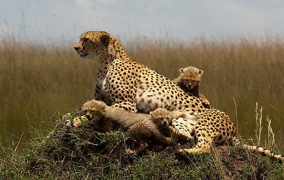 Three-Day Guided Safari in Maasai Mara from Nairobi