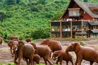 The Ark Lodge Aberdare National Park