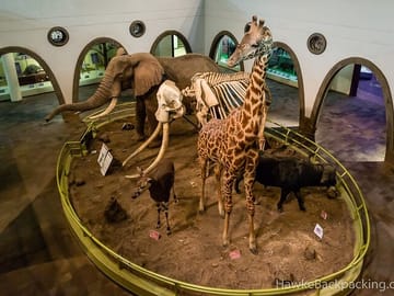 Nairobi Museum Snake Park Giraffe Center and Beads Center Tour