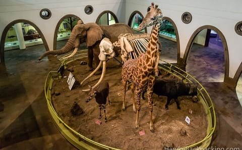 Guided Tour of Nairobi National Museum and Snake Park