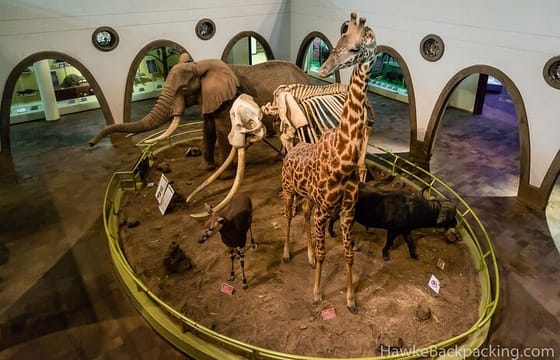 Nairobi National Museum and Snake Park Guided Day Tour