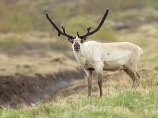 Seyðisfjörður: Hidden Stuðlagil Canyon & Reindeer Tour, photo 12
