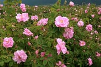 Blossomed rose flowers