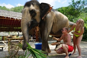 Half-Day Elephant Care Program at Phuket Wildlife Sanctuary