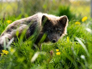 3 Day - Westfjords Highlights Adventure, photo 14