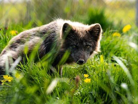 3 Day - Westfjords Highlights Adventure, photo 14