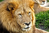 Africam Safari Tour from Puebla 8