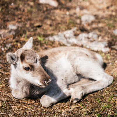 Visit Taava Reindeer Farm: Traditional Lapland Reindeer Encounters