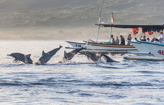Munduk Waterfall Dolphin and Snorkeling Tour