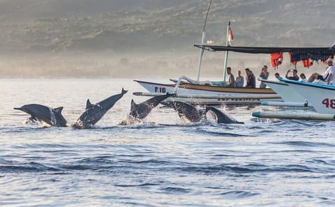 Munduk Waterfall Dolphin Watching and Snorkeling Tour