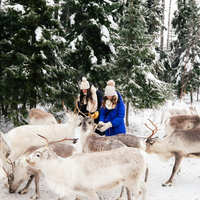 Vieraile Taava Reindeer Farmilla – aito poroelämys Rovaniemellä