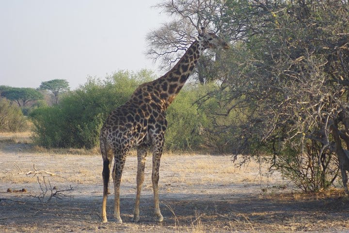 giraffe