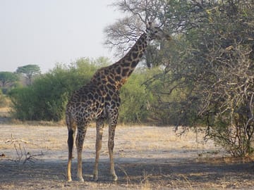 giraffe