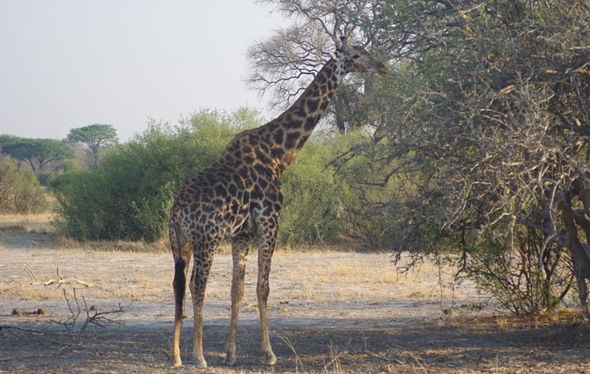 4 days Hwange Safari Game drive Staying at Iganyane Tented camp