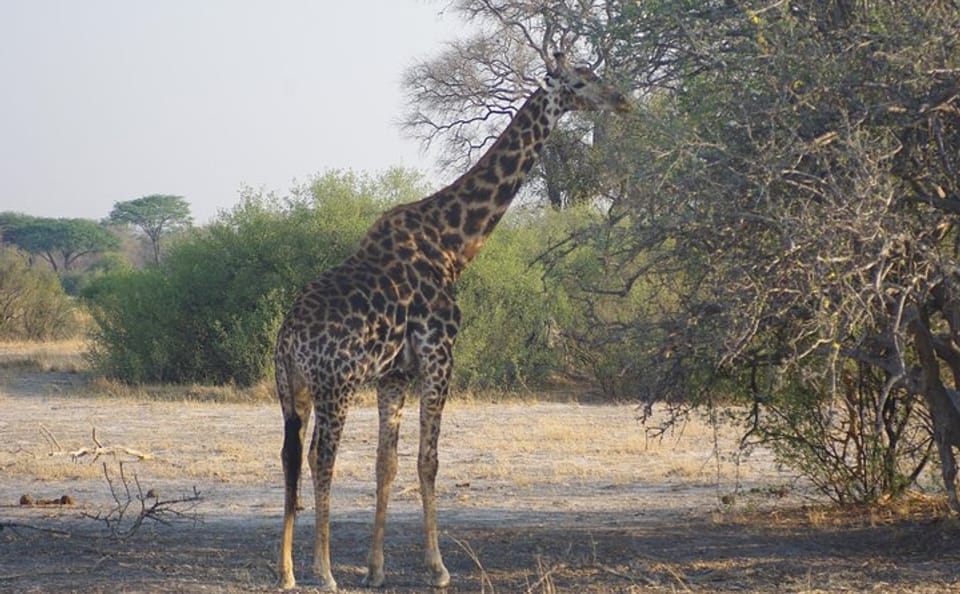4-Day Hwange Safari with Stay at Iganyane Tented Camp