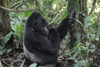3 Days Rwanda Gorilla Trekking 7