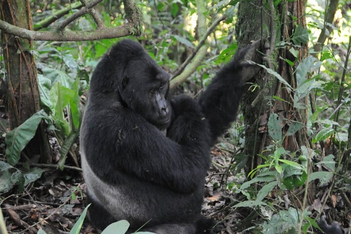 3 Days Rwanda Gorilla Trekking 7