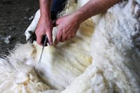 Visit a working sheep farm with sheepdog demo. Galway. Guided. 7