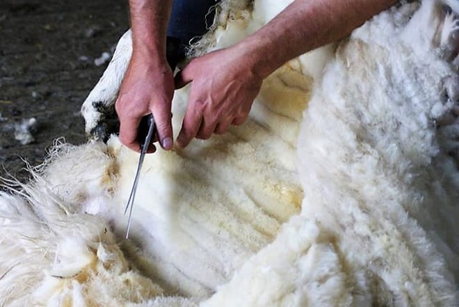 Visit a working sheep farm with sheepdog demo. Galway. Guided. 7