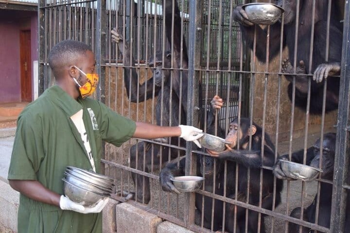 7-Day Private Uganda Chimpanzees and Gorilla Trek Tour from Entebbe