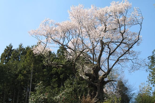 Off the Beaten Path Fukushima Nihonmatsu's Cherry Blossom Tour photo 2