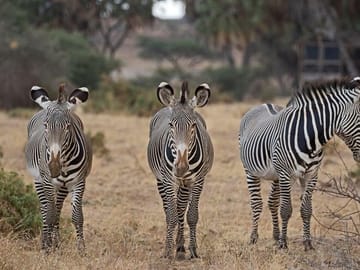 Grévy's zebra