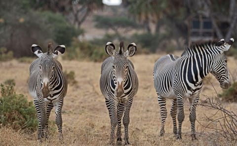 4-Day Safari Adventure in Nairobi and Samburu National Reserve