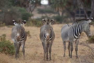 4-Day Safari Adventure in Nairobi and Samburu National Reserve