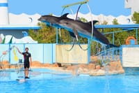 Premium Dolphin Watching & Live Show in Pool - Hurghada 2