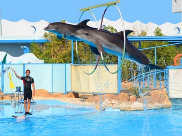 Premium Dolphin Watching & Live Show in Pool – Hurghada
