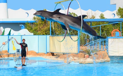 Premium Dolphin Watching & Live Show in Pool – Hurghada