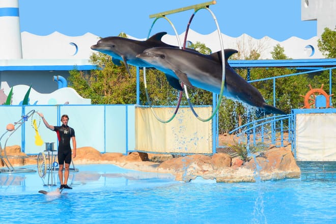 Premium Dolphin Watching & Live Show in Pool - Hurghada photo 2