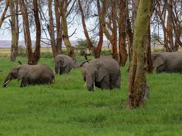 A heard of elephants at Amboseli