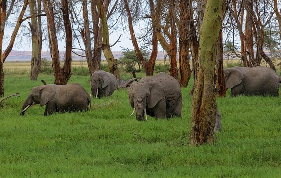 3 Days 2 Nights Private Amboseli Safari