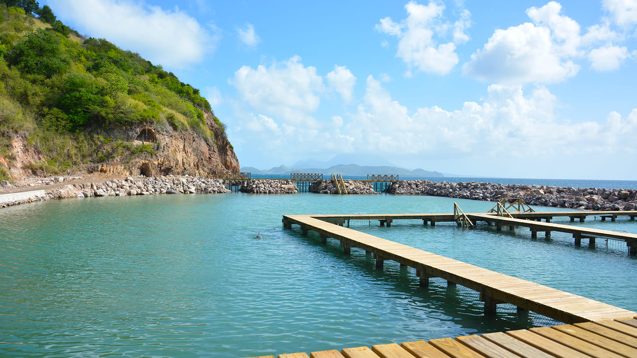 Dolphin Swim Adventure at St.Kitts 4