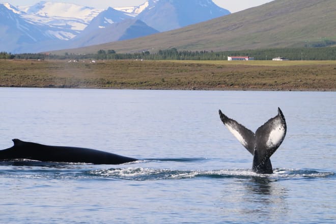 8 Day - Iceland Ring Road Tour - Standard Package