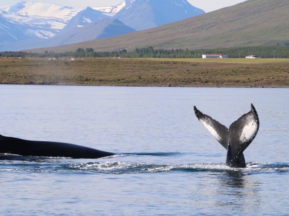8 Day - Iceland Ring Road Tour - Adventure Package — Arctic Adventures