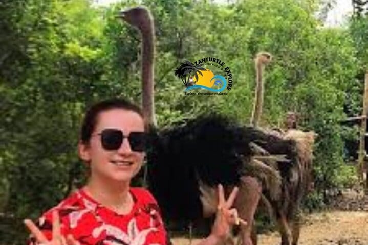 Mnemba Island Dolphins Watching and Snorkeling