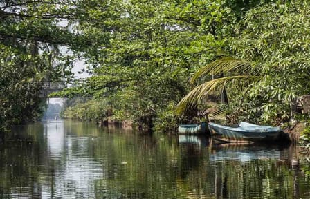 Muthurajawela Sanctuary Boat Tour and Bird Watching from Colombo