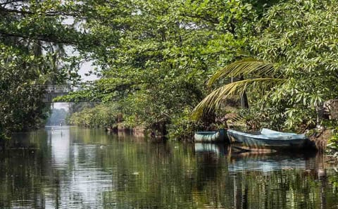 Muthurajawela Sanctuary Boat Tour and Bird Watching from Colombo