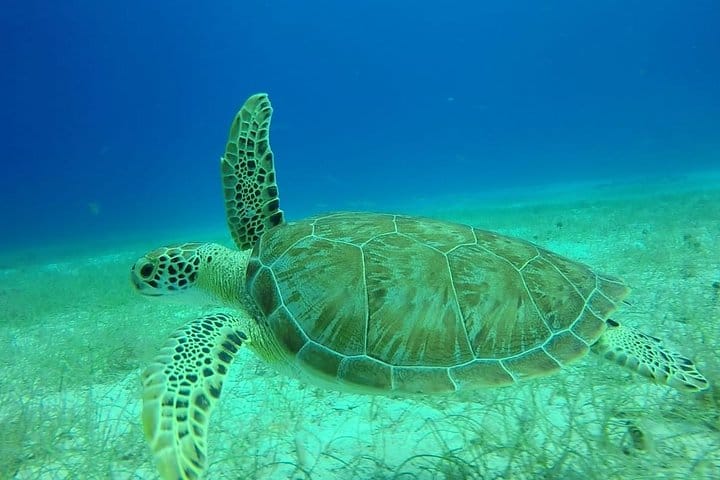 5 tours in 1 (Eco Farm/Horseback/City Tour/Buggy/Zipline)