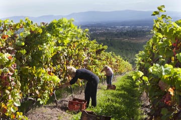 Private Half Day Wine Tour at Concha y Toro in Pirque