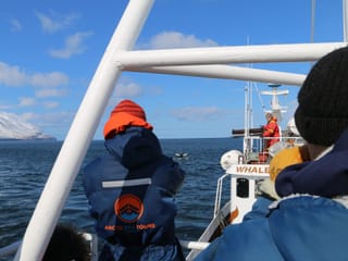 Classic Whale Watching from Dalvík, photo 6