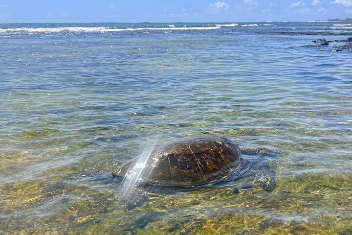 Kona Port: Private History & Farmer’s Market Excursion